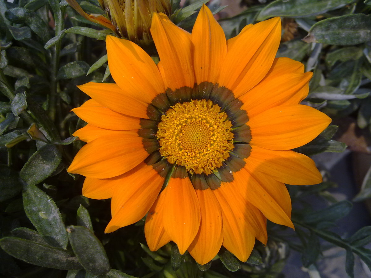 Health Benefits of Rose Water and Flower Water HubPages