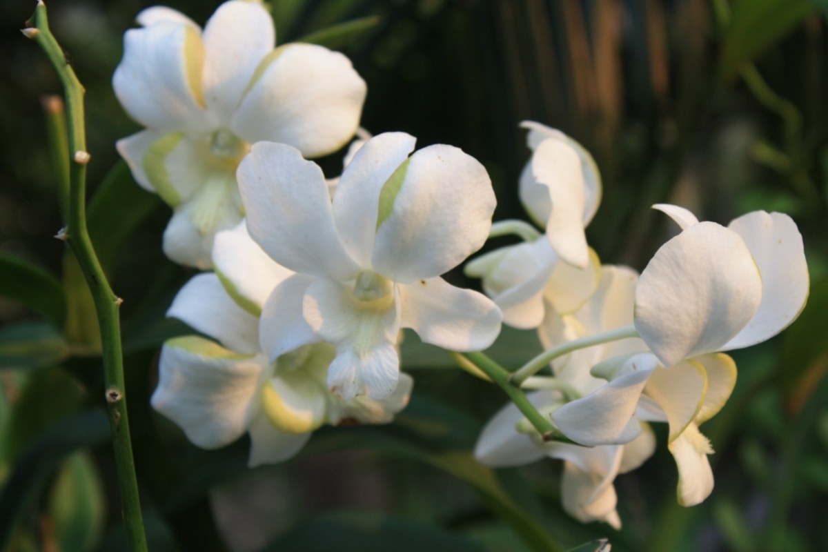 Health Benefits of Rose Water and Flower Water HubPages