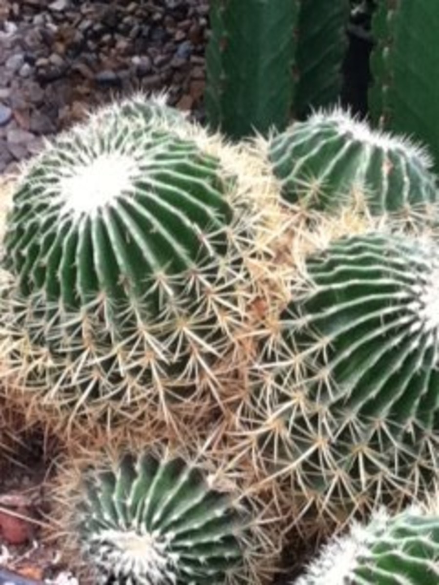 Caring for Indoor Barrel Cactus Dengarden