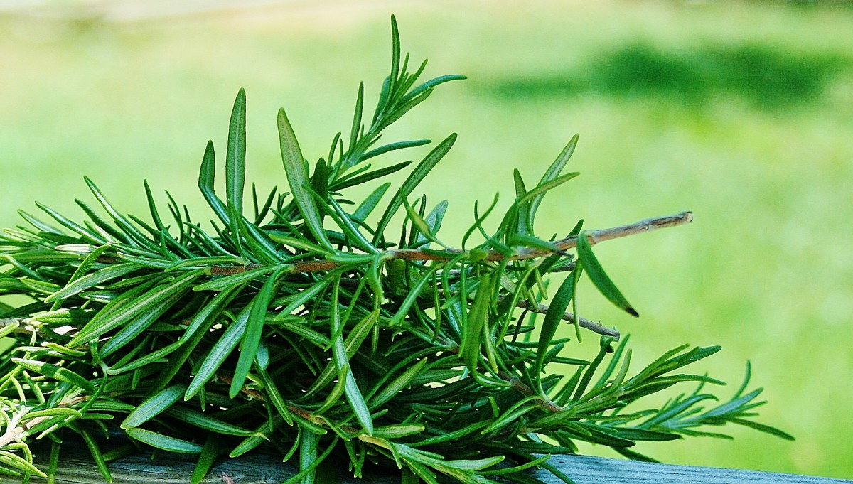 How to Make Candied Rosemary, a Sweet Garden Treat Delishably