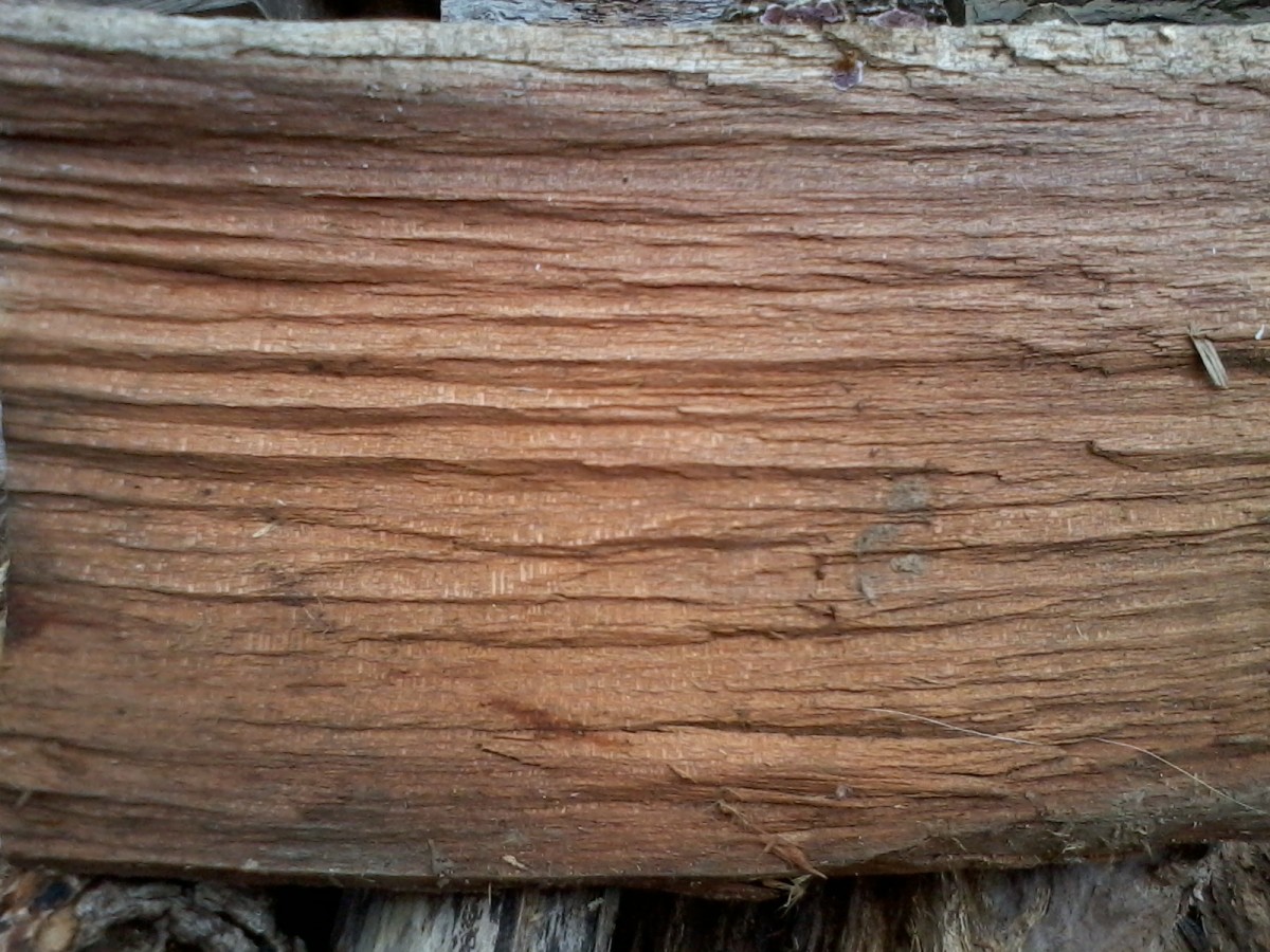 Best Types of Hardwood Trees to Use for Firewood Oak, Cherry