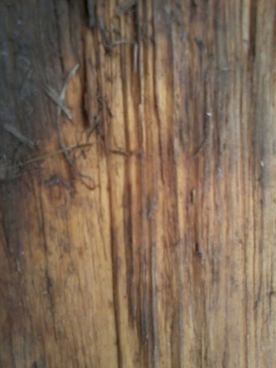 Five Types of Hardwood Trees to Use for Firewood Oak, Cherry