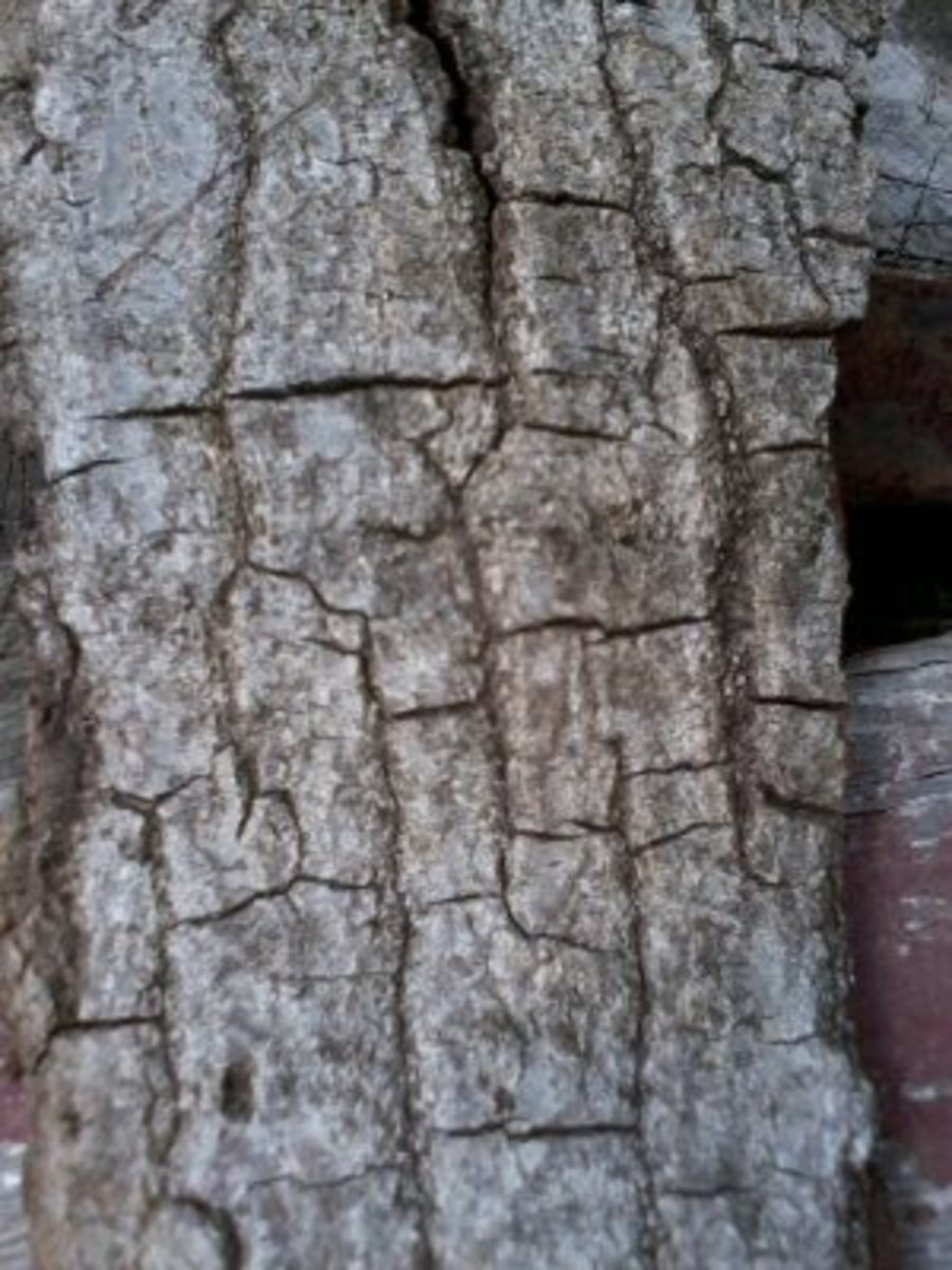 What Is The Hardest Oak at Patty Davidson blog