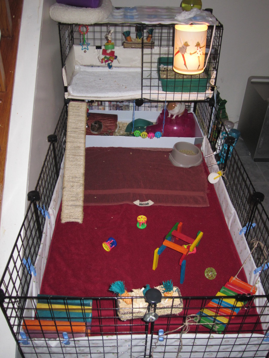 How to poop, potty, or litter box train your guinea pigs? PetHelpful