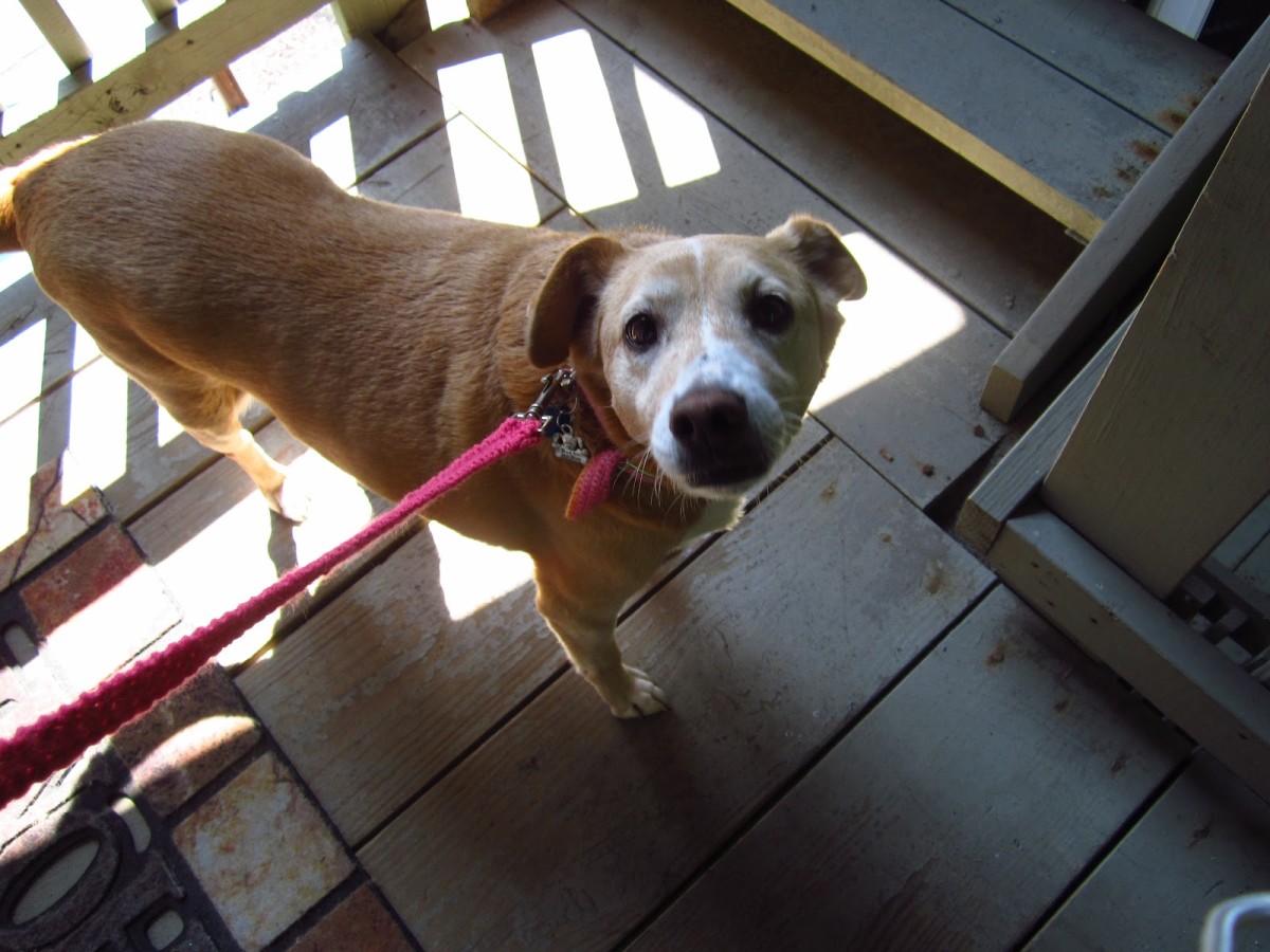 Crochet a Dog Leash and Collar DIY Pattern