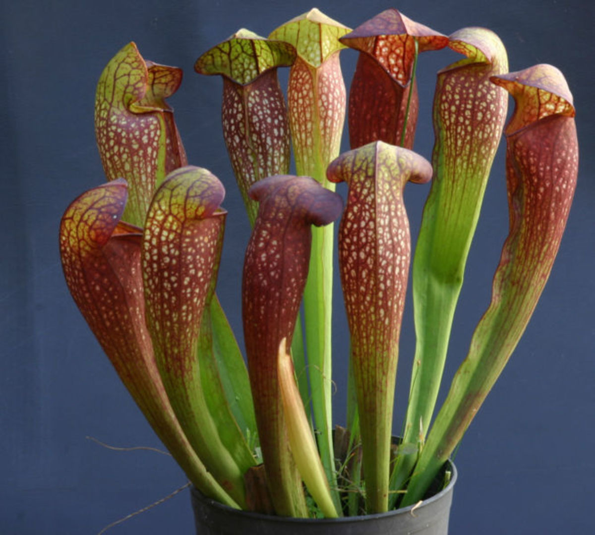 Wonderful Insect Eating Carnivorous Plants! Attractive Images of