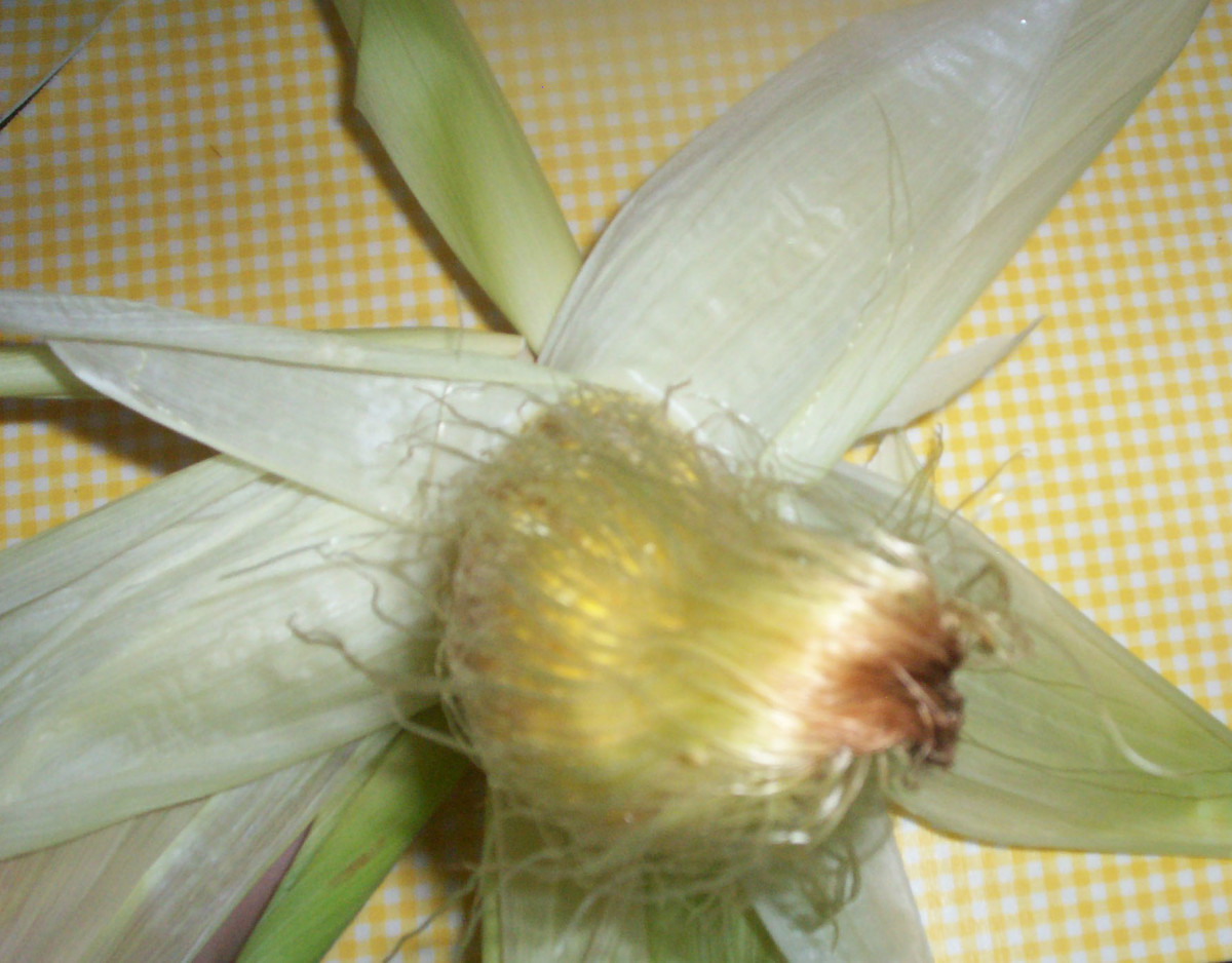 Corn Silk Tea Benefits HubPages