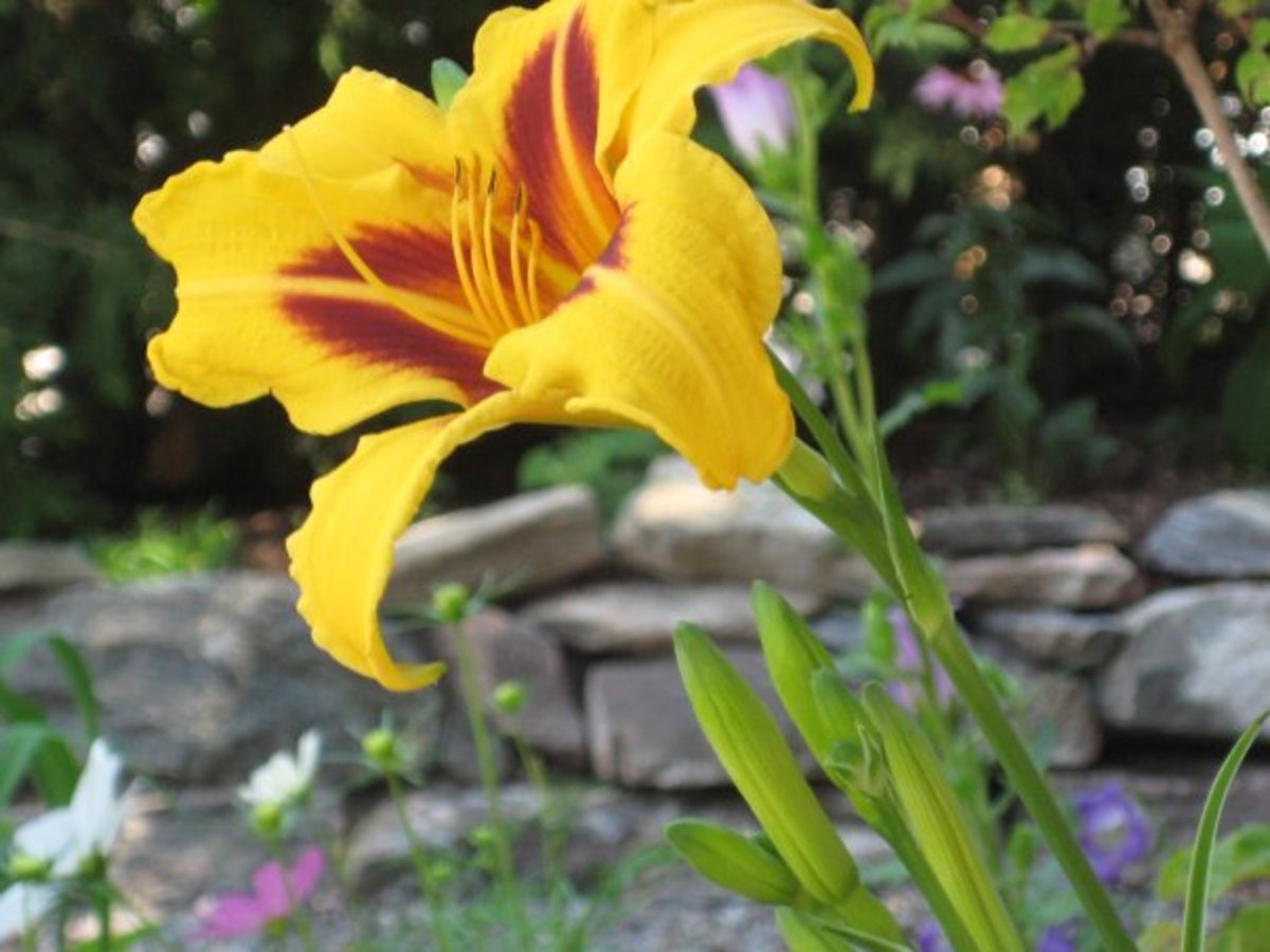 Growing Daylilies for a LowMaintenance Garden Dengarden