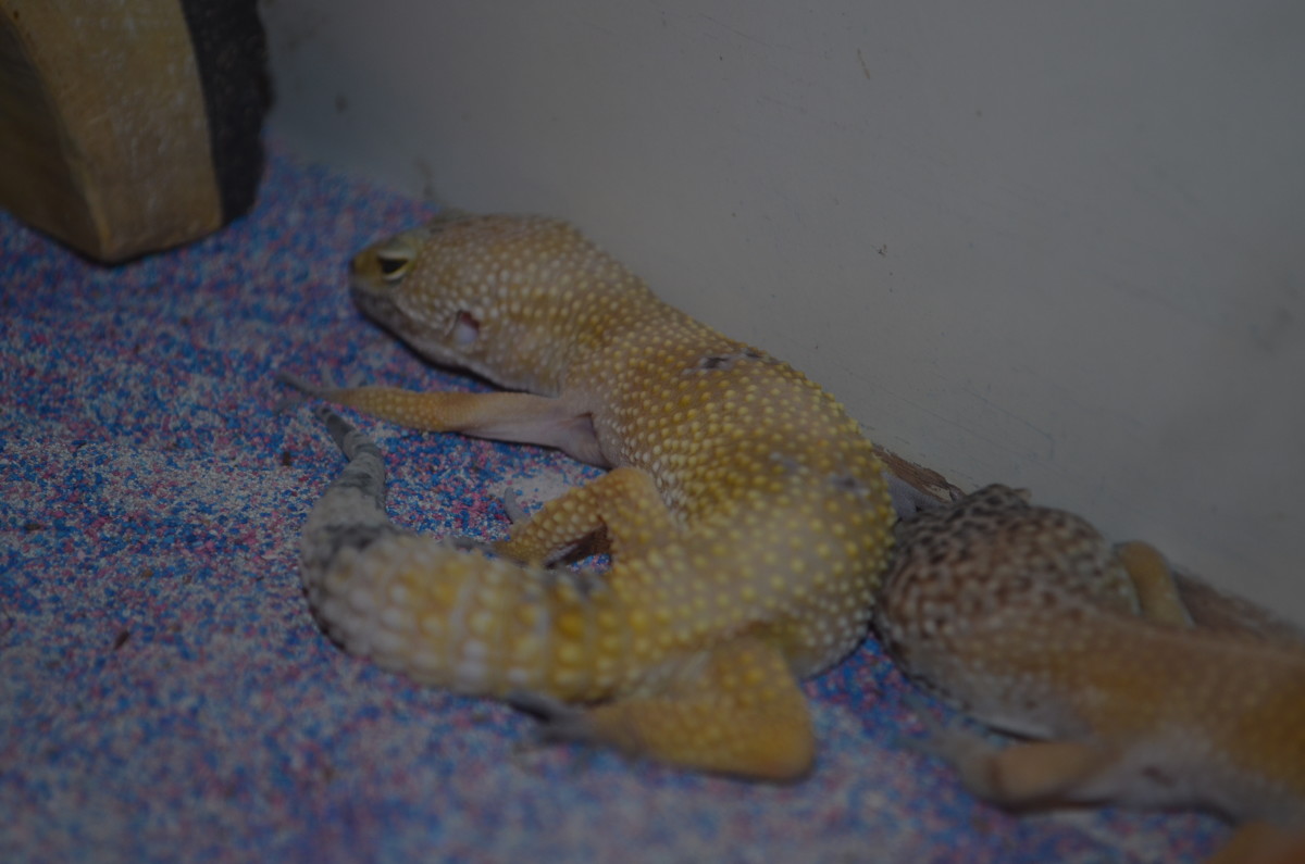 Miles of Exotics in Kansas City HubPages