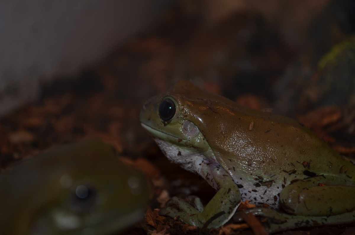 Miles of Exotics in Kansas City HubPages