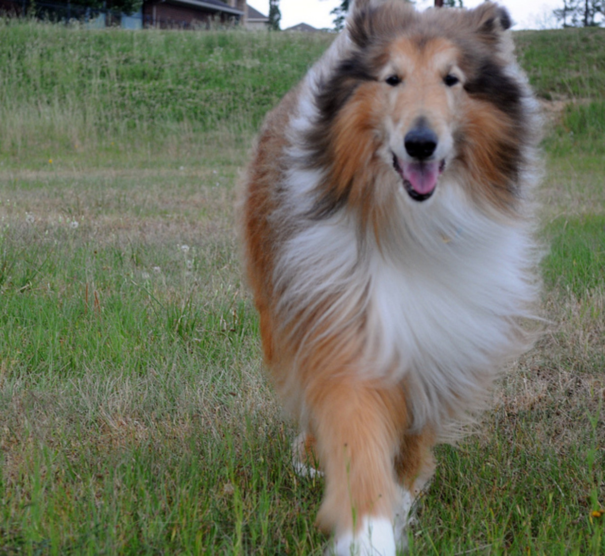 5 Dog Breeds That Shed A Lot PetHelpful