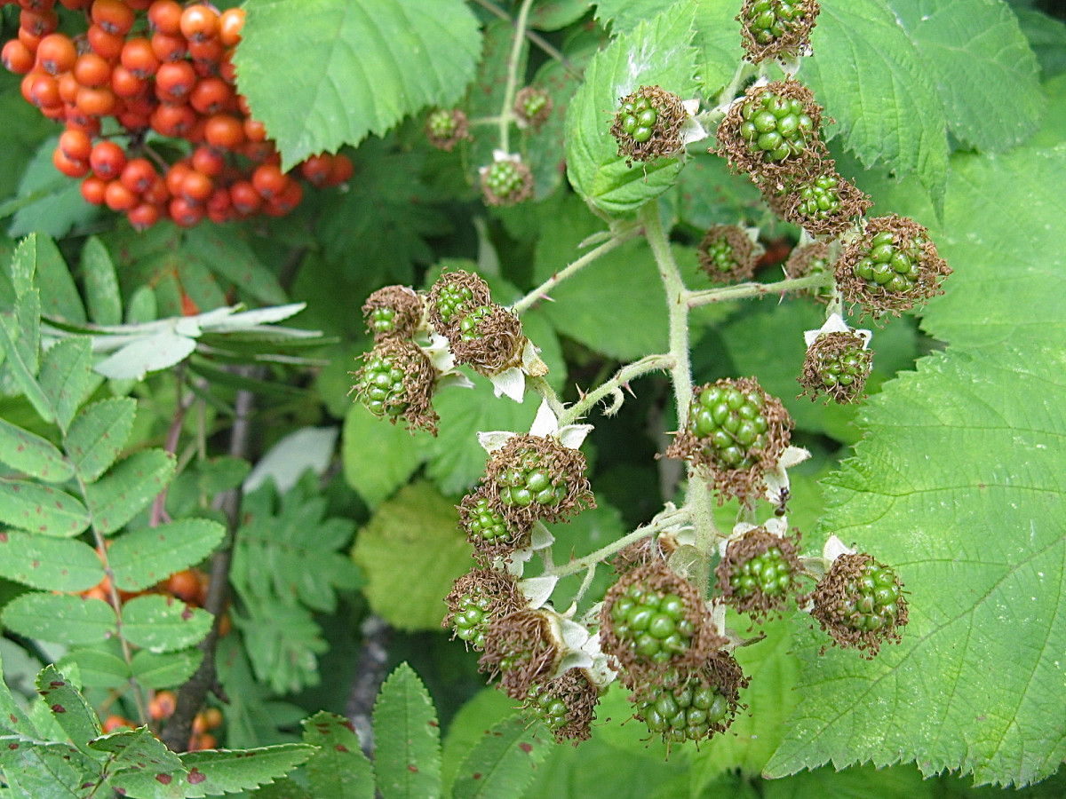 Himalayan Blackberry Plants Invasive, Noxious, and Beautiful Owlcation