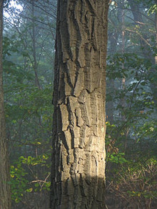 Types of Oak Trees (With Pictures of Trunk Bark) Owlcation