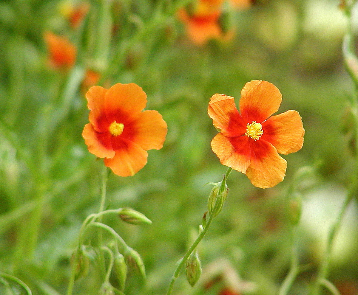 20 EasytoGrow Flowers for Garden Planters and Flower Beds! Dengarden