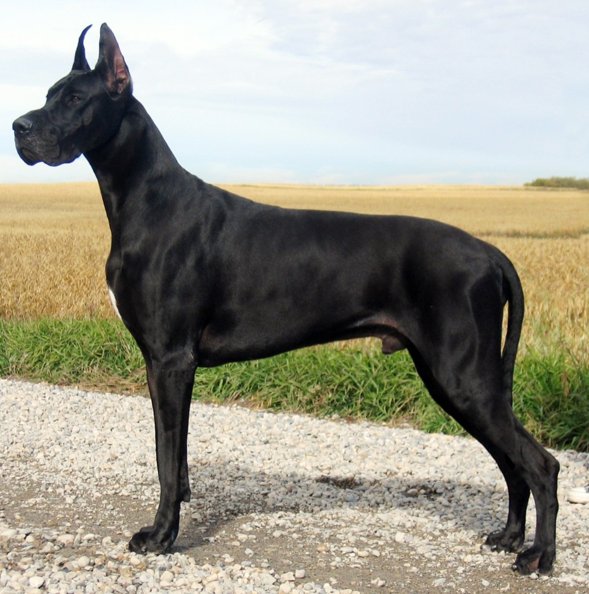 The Top 10 Tallest Dog Breeds HubPages