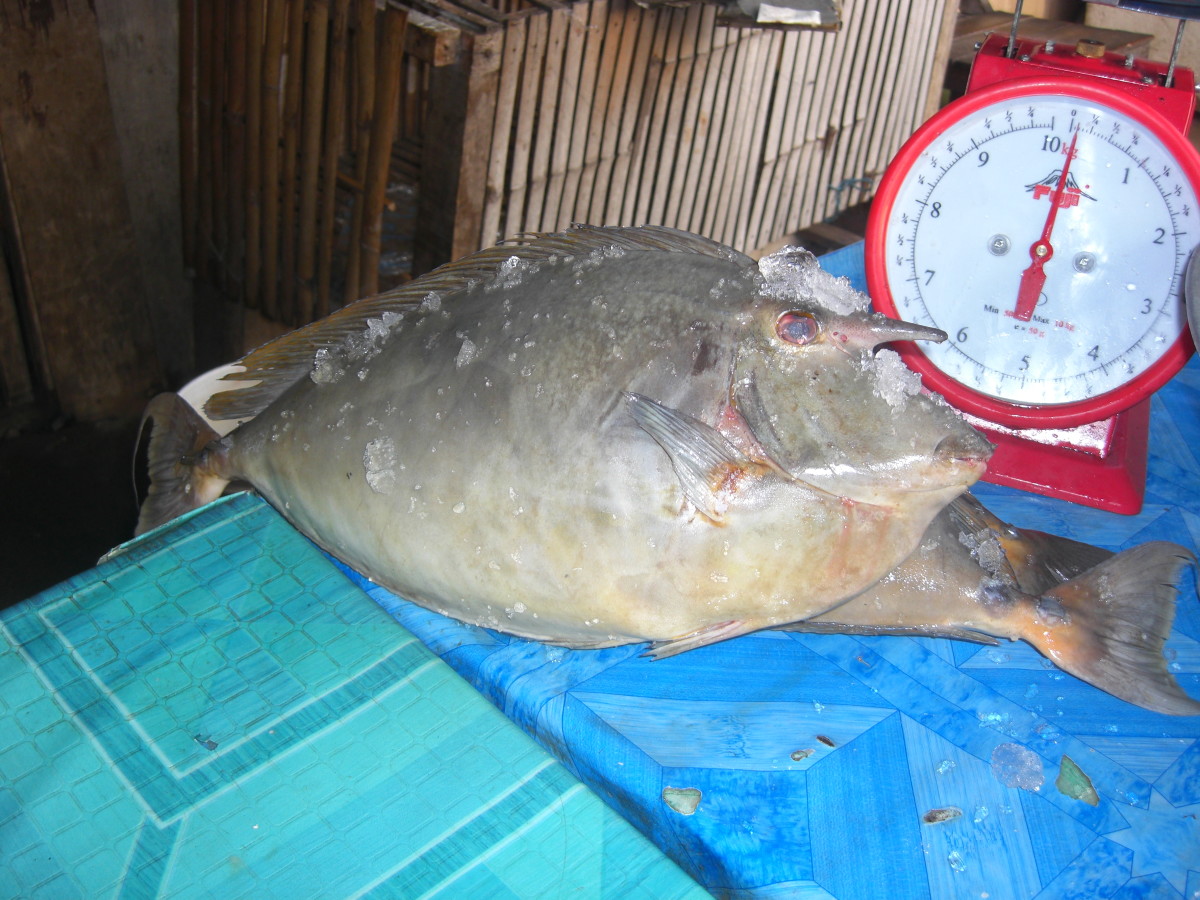 Meet the Unicornfish The Weird (but Delicious) Fish Delishably