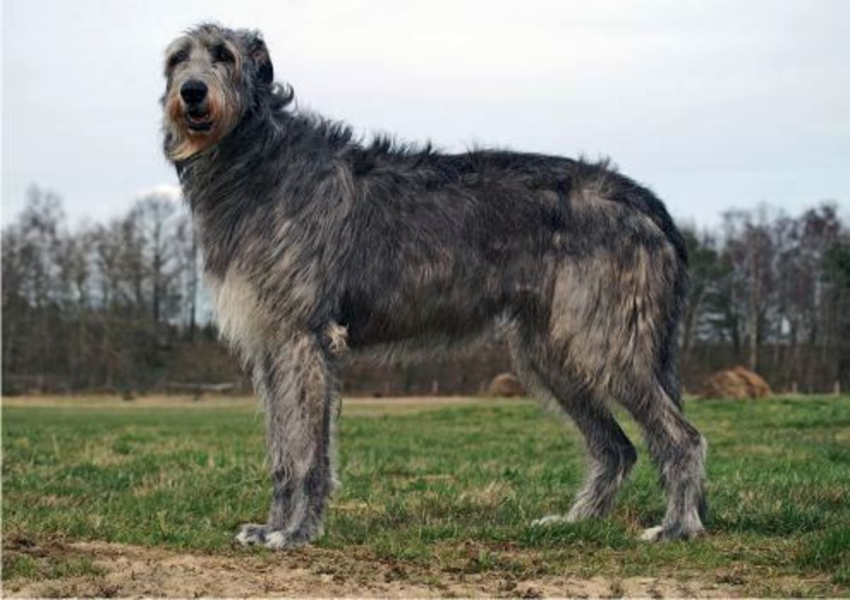 The Top 10 Ugliest Dog Breeds in the World PetHelpful