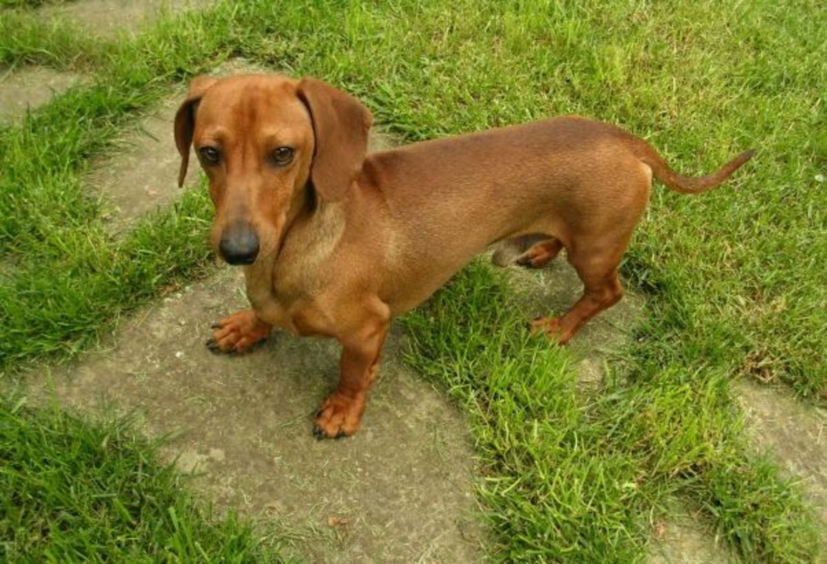 The Top 10 Best Apartment Dogs HubPages