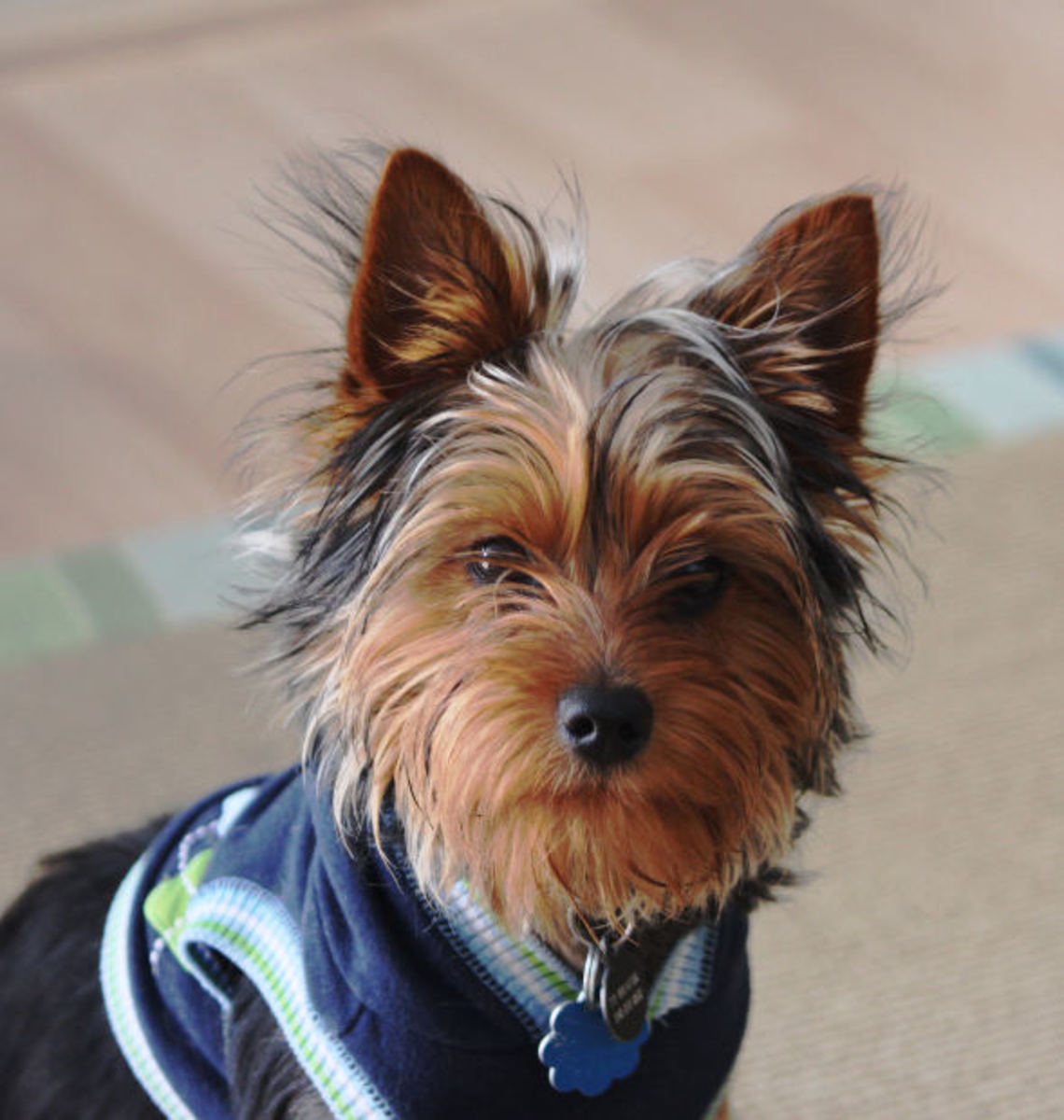 The Top 10 Best Apartment Dogs HubPages