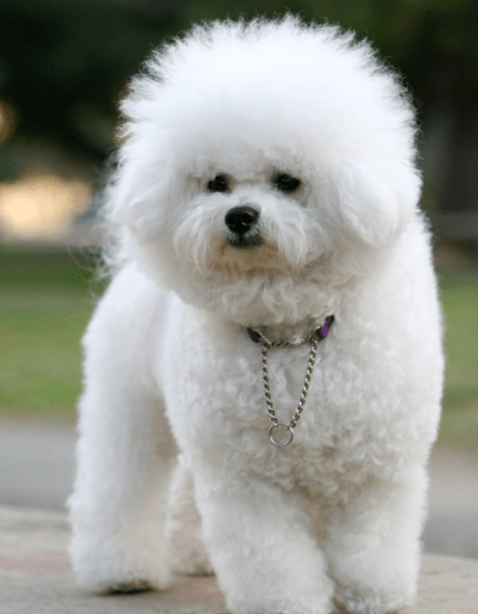 The Top 10 Best Apartment Dogs HubPages