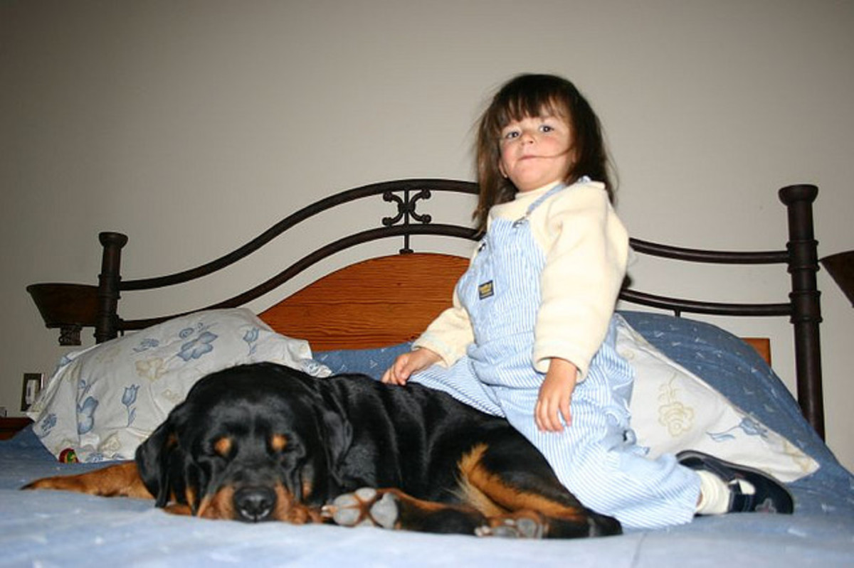 Best Family Watchdog PetHelpful