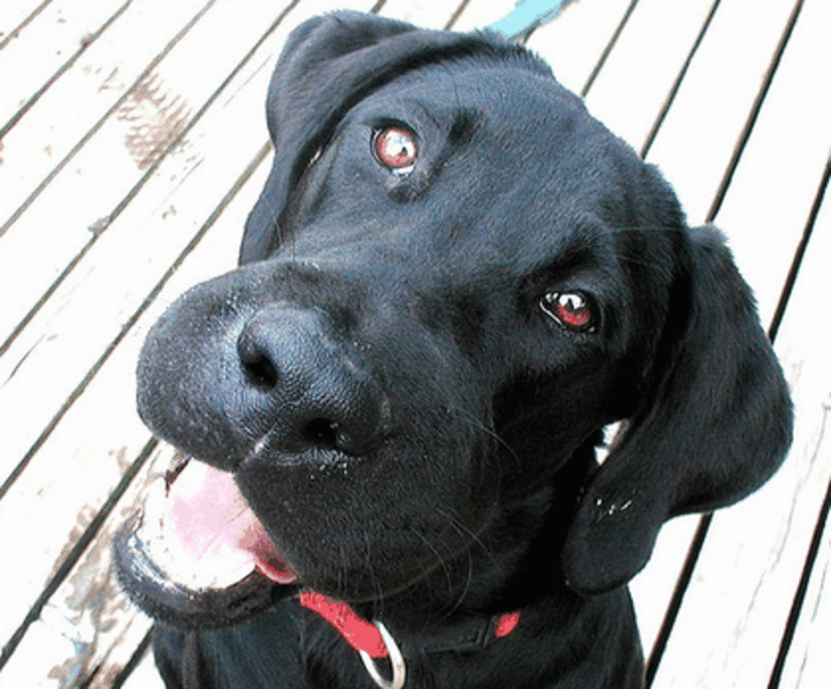 Signs of a Perforated Eardrum in Dogs PetHelpful