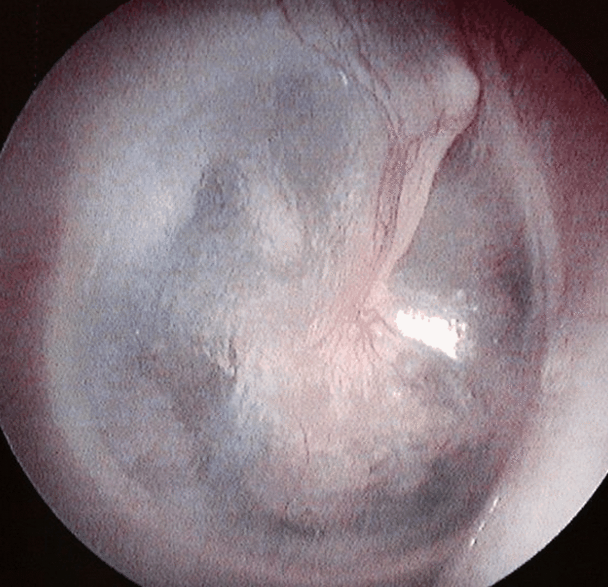 Signs of a Perforated Eardrum in Dogs PetHelpful