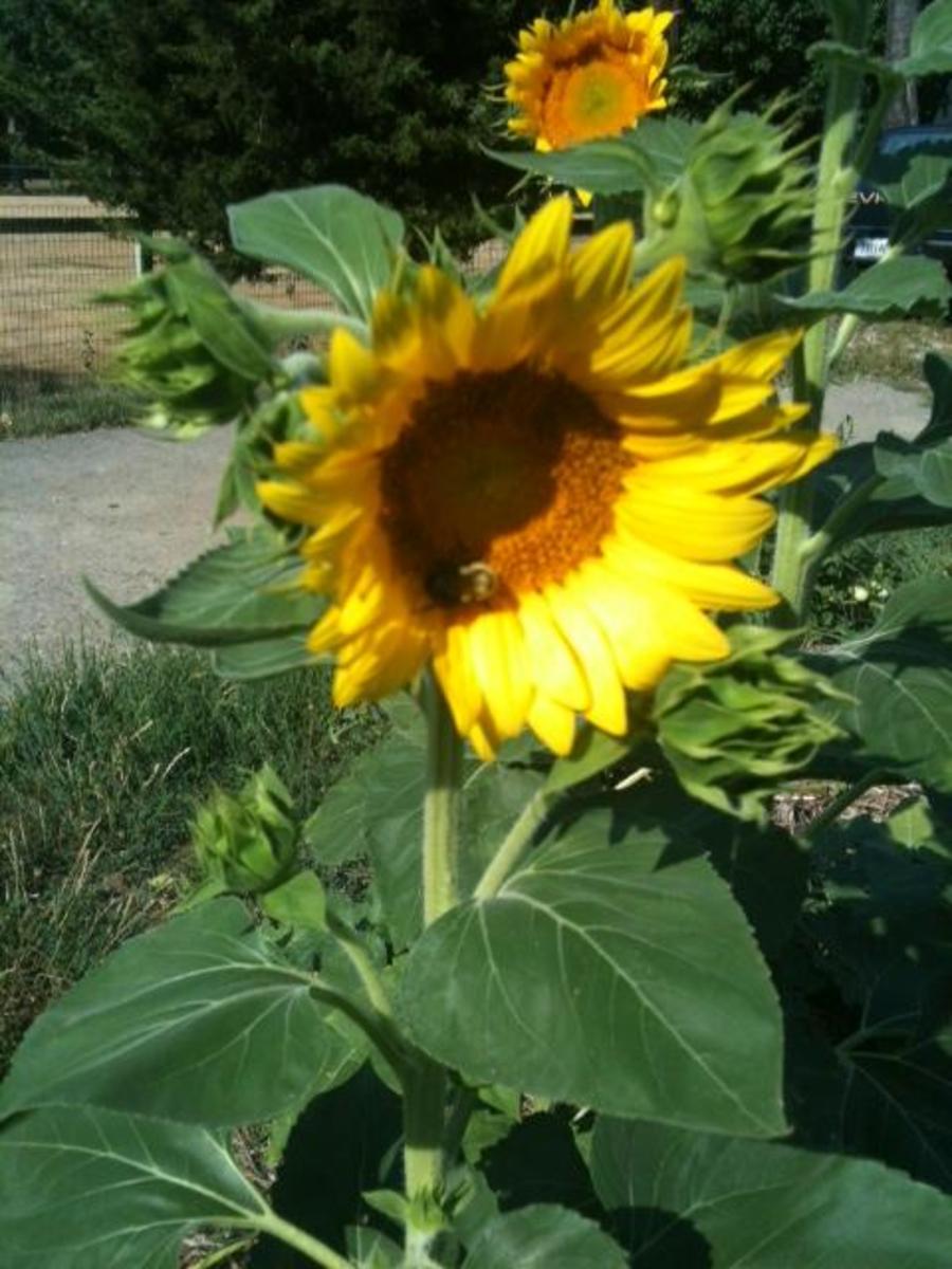 How to Grow Black Oil Sunflowers in Your Summer Garden HubPages