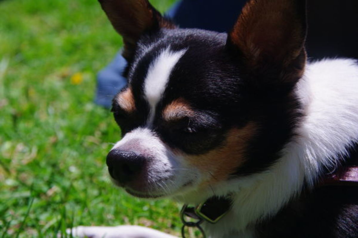 The Top 10 Best Apartment Dogs HubPages