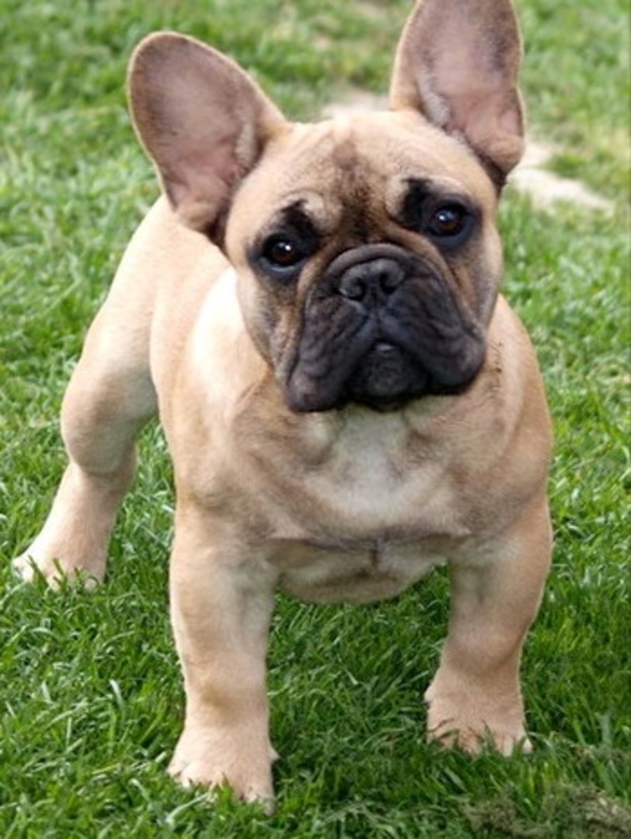 The Top 10 Best Apartment Dogs HubPages