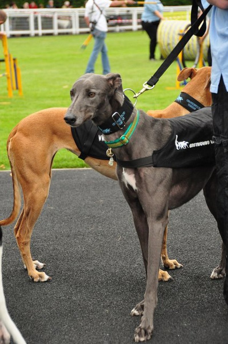 5 Skinny Dog Breeds You Will Want to Bring Home PetHelpful