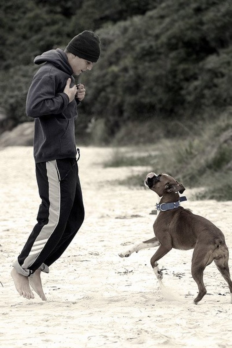 How To Teach A Dog Not To Jump Up On People PetHelpful