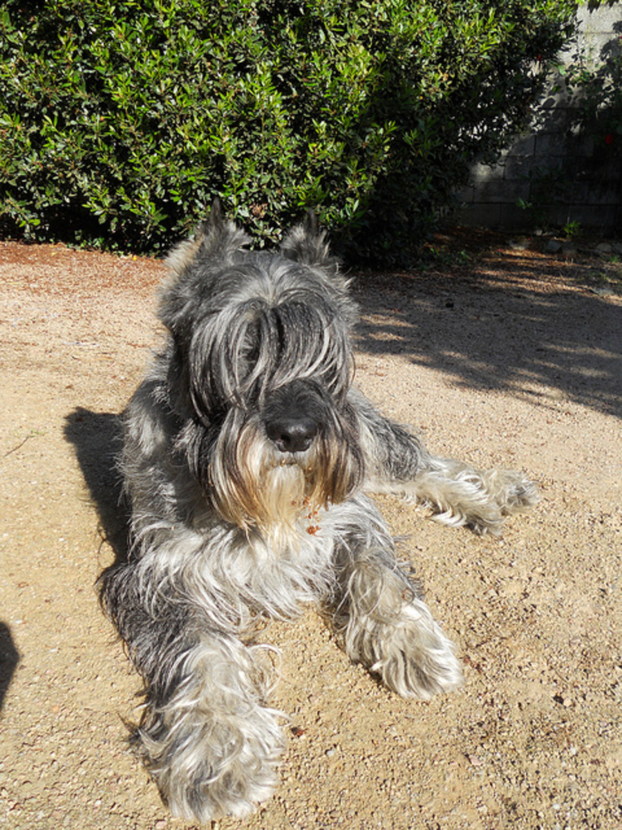 FiveAndAHalf Large Dog Breeds That Don't Shed Much PetHelpful