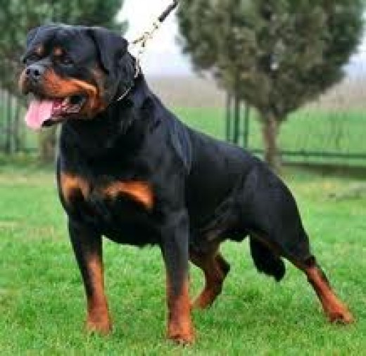 Rottweilers are the Best Guard Dogs hubpages
