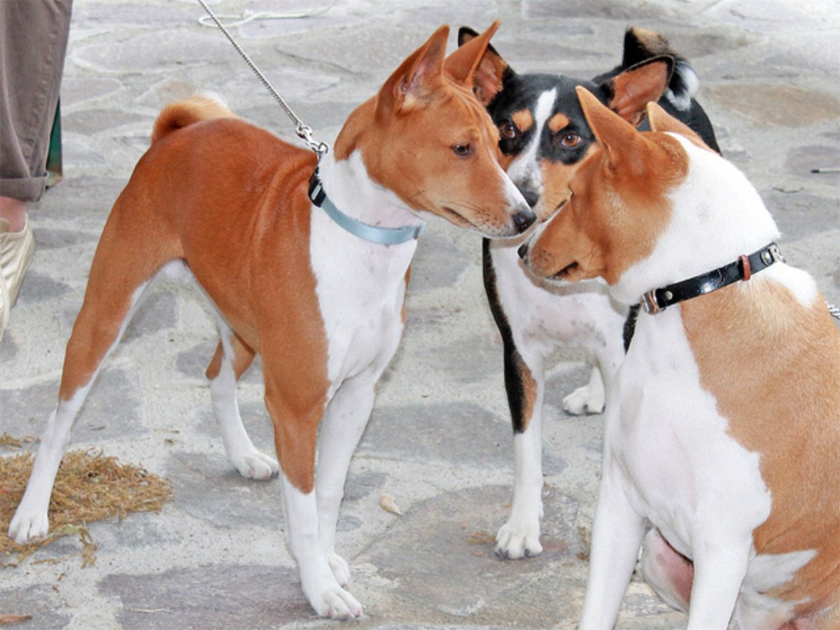 Five Dog Breeds That Don't Bark, Much PetHelpful