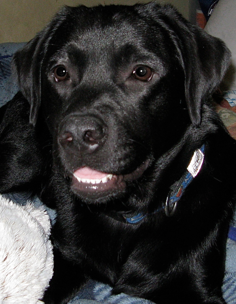 Labrador Retrievers Wonderful Family Pets and Companions PetHelpful