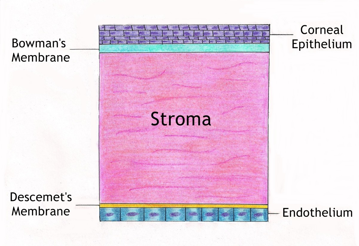 How to Treat a Scratched Cornea HealthProAdvice