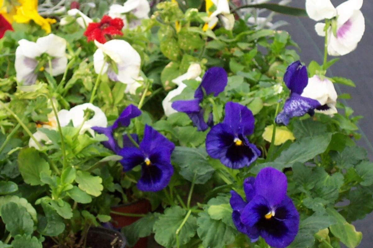 Edible Flowers Garden and Wild Flowers You Can Eat Delishably