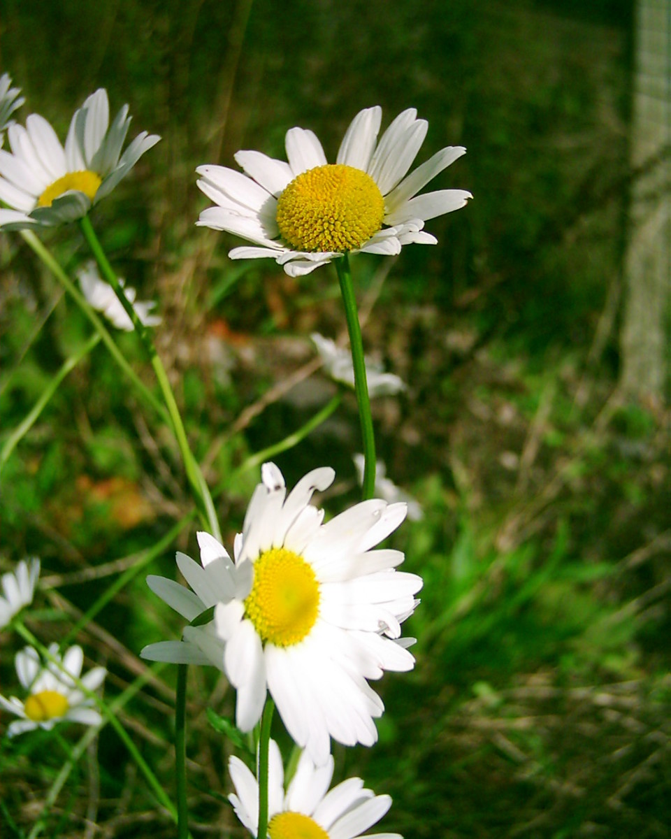 Edible Flowers Garden and Wild Flowers You Can Eat Delishably