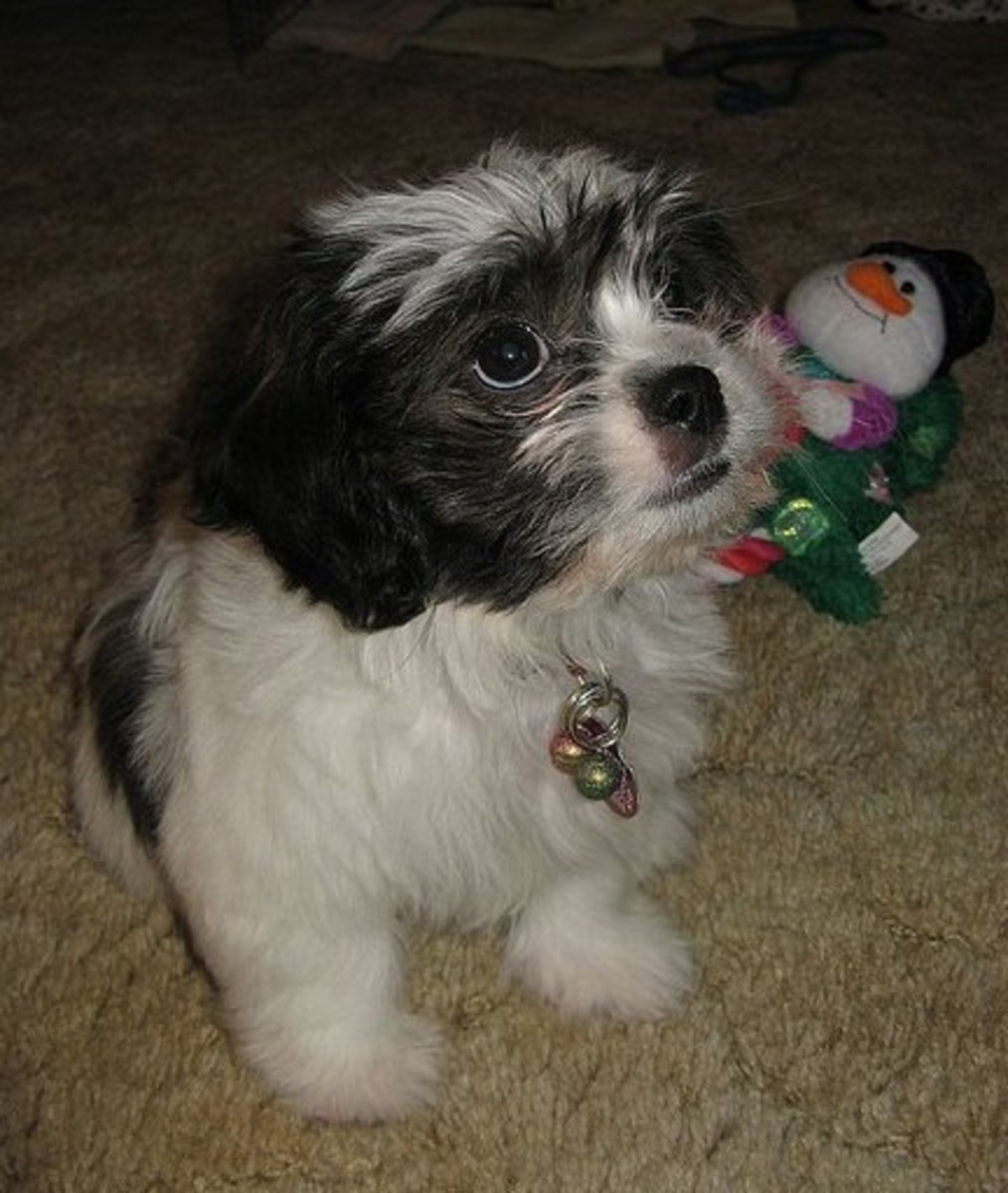 Morkies, Labradoodles, and Teddy Bears Are Designer Puppies Bad