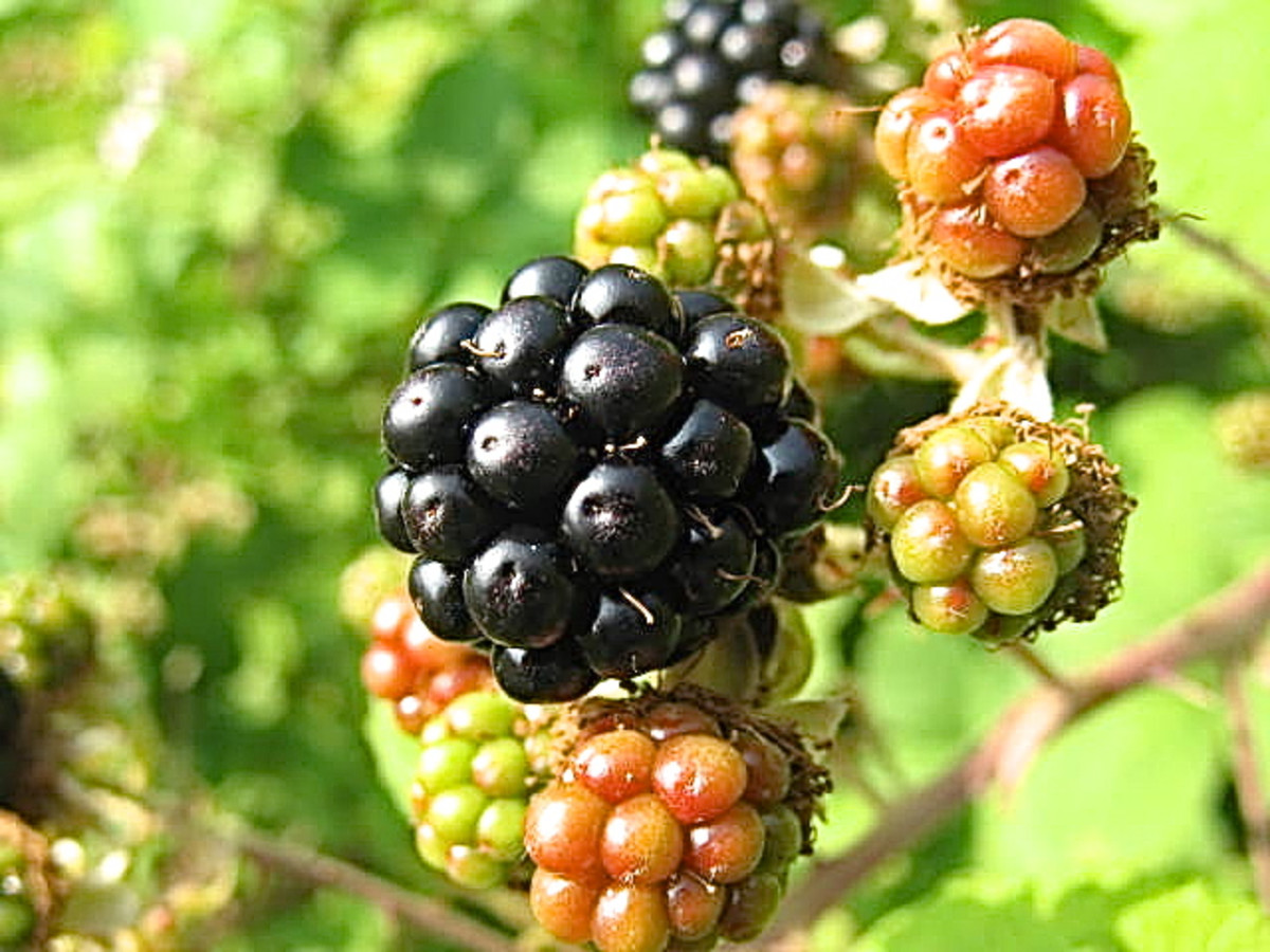 Himalayan Blackberry Plants Invasive, Noxious, and Beautiful Owlcation