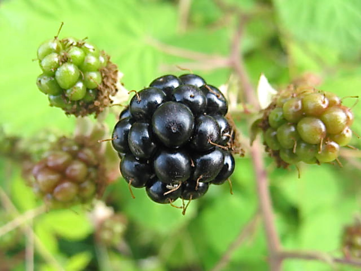 Himalayan Blackberry Plants Invasive, Noxious, and Beautiful Owlcation