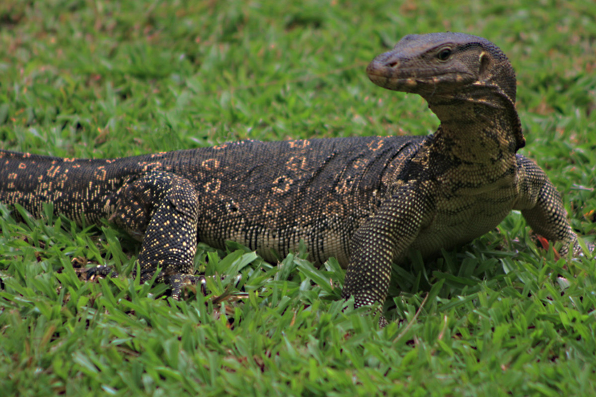 The Asian Water Monitor Lizard; Varanus salvator Owlcation