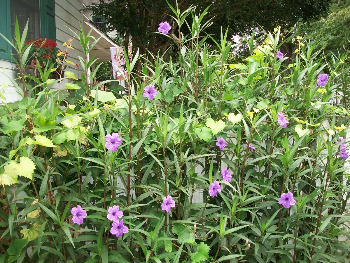 Garden Critique Mexican Petunias hubpages