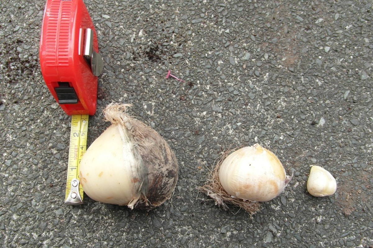 How Deep to Plant Flower Bulbs HubPages