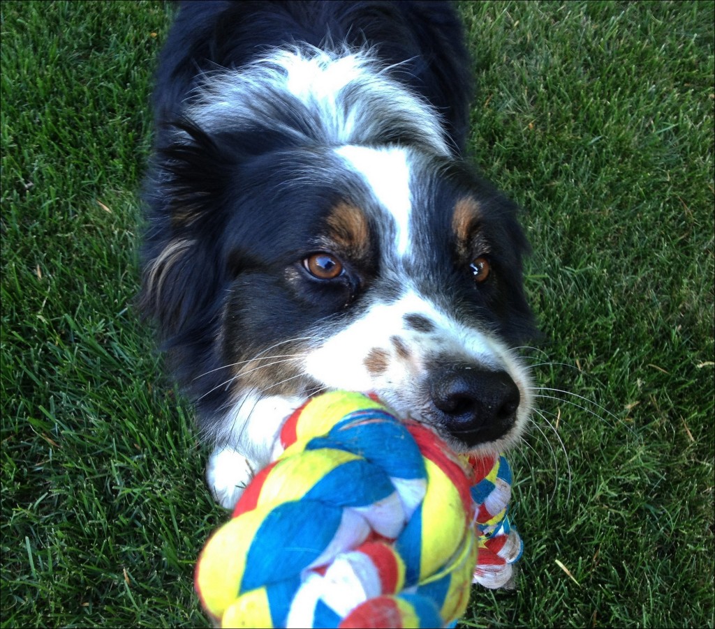 Top 10 dogs that need little exercise not just for lazy dog lovers