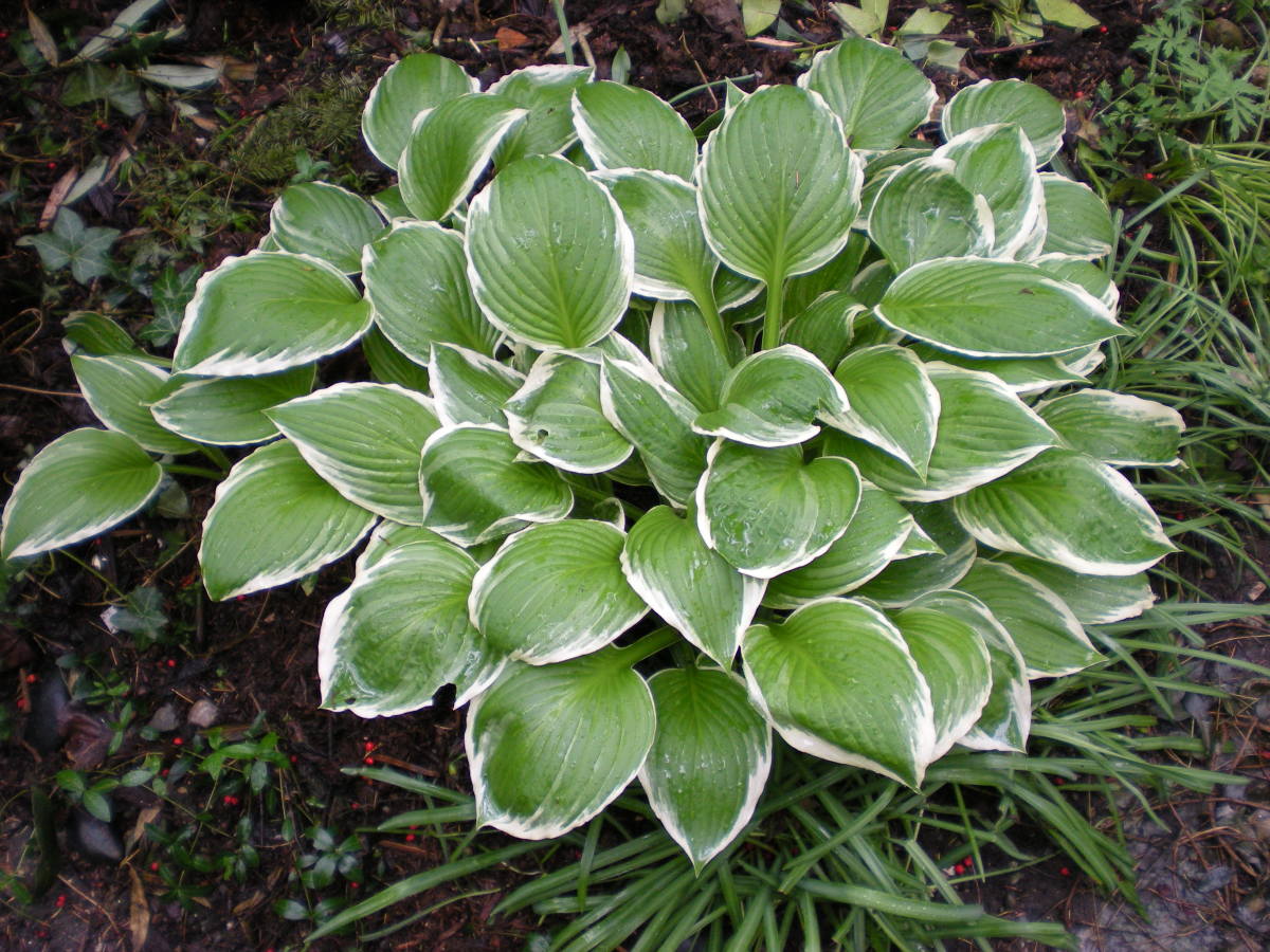 Fastest Growing Shade Plants hubpages