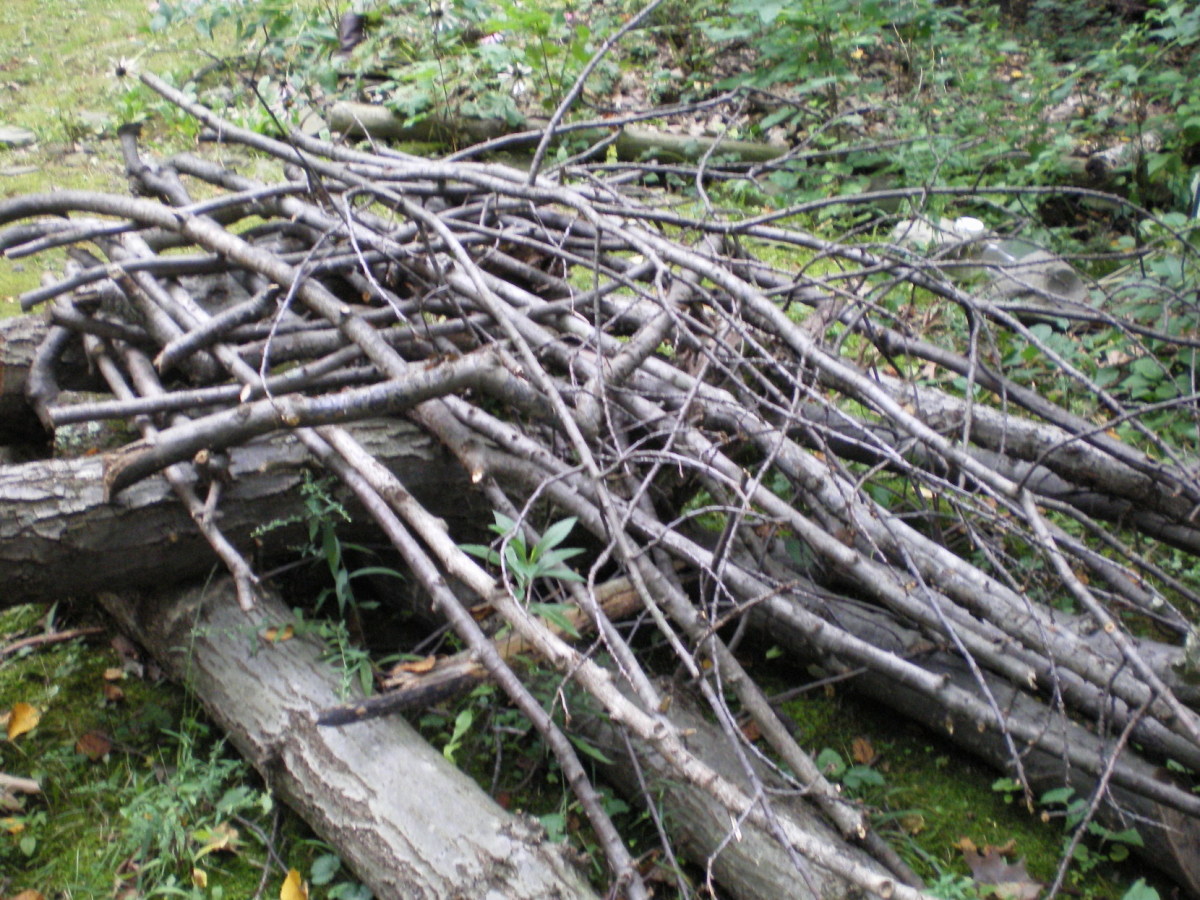 Building the Ultimate Brush Pile 4 Easy Steps to a Super Brush Pile