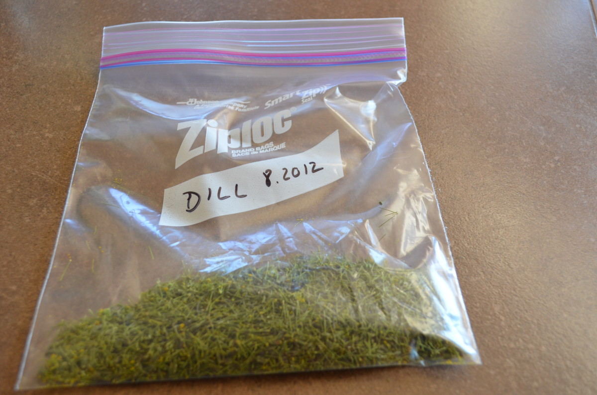 How To Dry Fresh Dill Weed HubPages