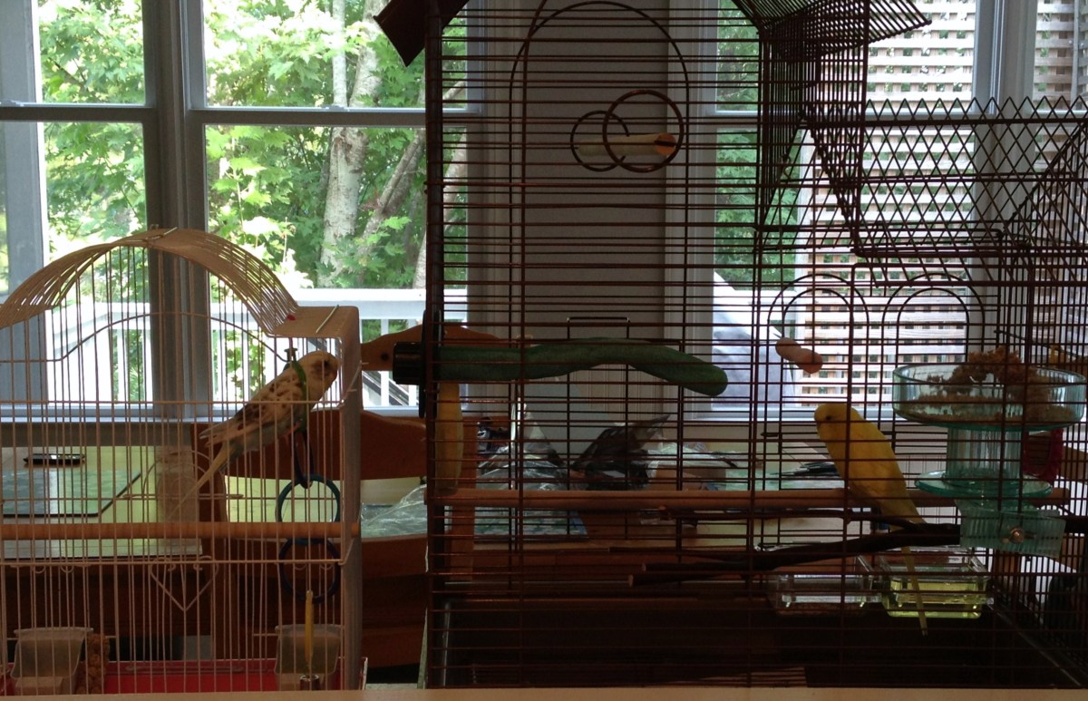 How to Prepare to Adopt a Pet Bird and Bring Your New Bird Home